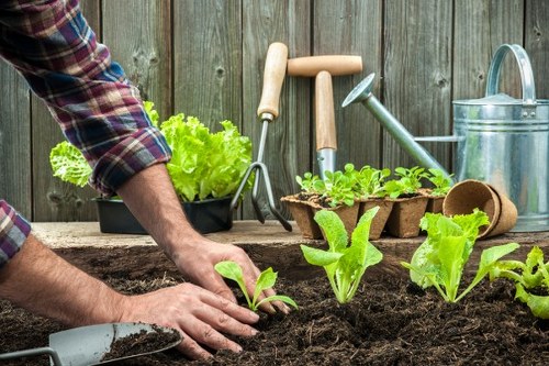 Selection of resilient plants suitable for Hounslow gardens