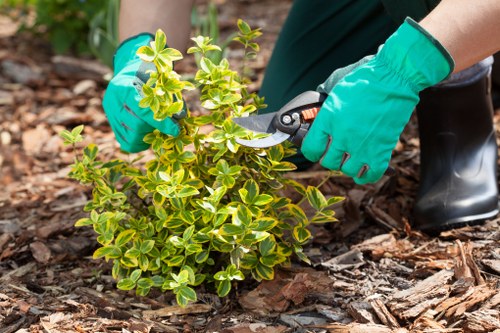 Gardener using hedge trimmers on a dense privacy hedge