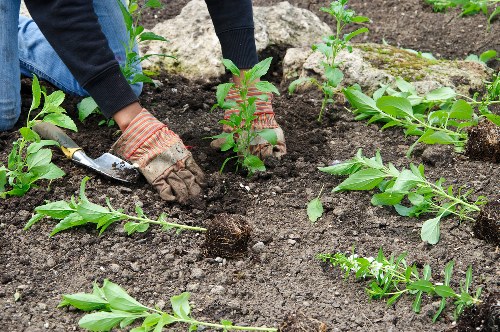 A gardener wearing work gloves and a dark long-sleeve shirt is planting a shrub or small bush into freshly turned, dark soil in a landscaped garden bed. The garden features well-organized rows of plants with vibrant green leaves, including some leafy branches and flowering bushes. A pair of gardening gloves and a small hand trowel are visible, indicating active planting work. The surrounding area shows a mix of soil, mulch, and some larger rocks, with additional young plants and garden beds extending outward. The background suggests an outdoor garden environment, possibly in a residential area in Hounslow, with natural daylight illuminating the scene. The setting reflects professional garden maintenance or landscaping work aligned with services offered by Lawn Mowing Hounslow, focused on planting and garden bed preparation in a typical outdoor residential landscape with leafy shrubs and garden plants.