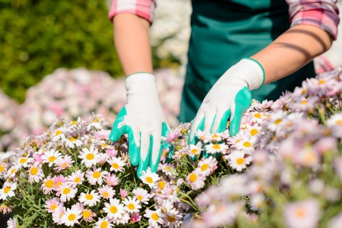 Variety of healthy hedges prepared for professional trimming