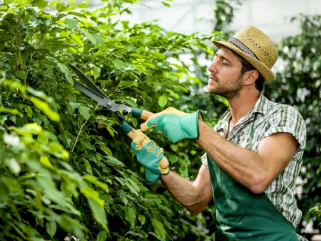 Healthy trees maintained by experts in Hounslow