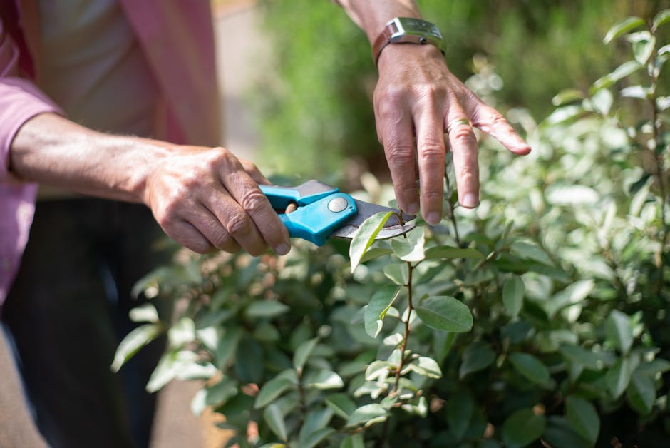 Close-up of a gardener's hands performing hedge trimming with small blue pruning shears on a dense, green shrub with oval-shaped, glossy leaves. The gardener's right hand holds the shears, while the l