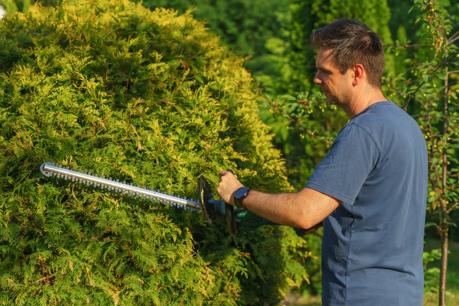 A gardener wearing a wide-brimmed hat and dark clothing is trimming a dense, green hedge with long-handled pruning shears. The hedge features lush, glossy leaves interspersed with light pink blossoms,